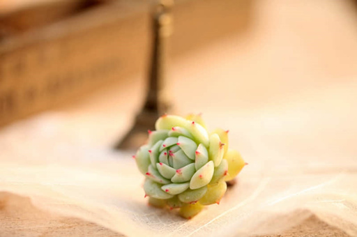广东海南一日游
